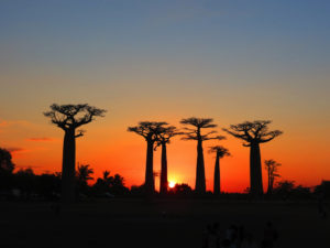 Madagascar - allee des baobabs