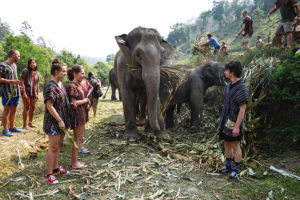 Thailande - bain avec les elephants 1
