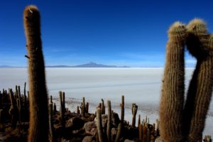 Bolivie - Salar d'Uyuni cactus