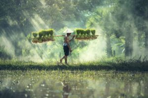 Cambodge - Agriculture