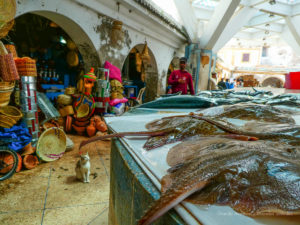 Essaouira, marche aux poissons 5