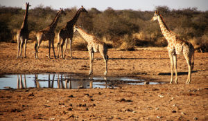 Namibie - Girafe
