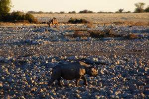 Namibie - Rhinocéros