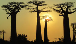 Madagascar - Baobabs