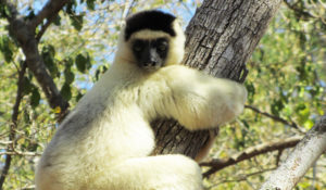 Madagascar 19j - lémurien2