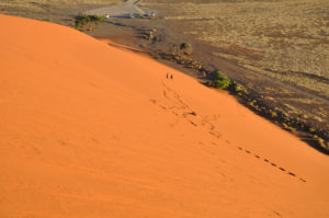 Namibie - desert du Namib, avant Sossusvlei