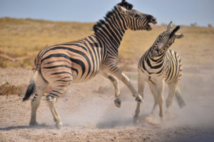 Namibie - safari a Etosha