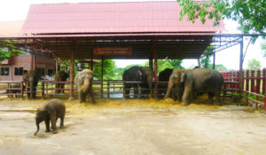 Voyage jeunes Thailande - Elephants