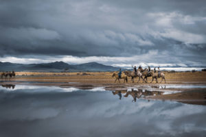 Mongolie - chameaux