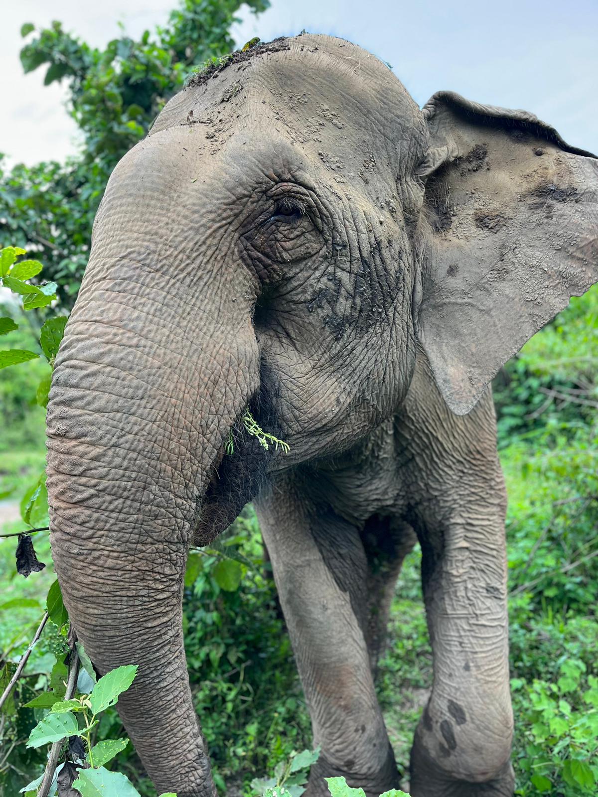Thailande-Elephant-Jungle-Sanctuary-un-elephant-du-village-2-Remy-Goulao