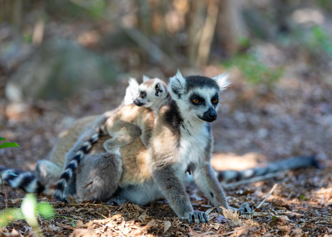 Madagascar-Grandir-Aventure_1