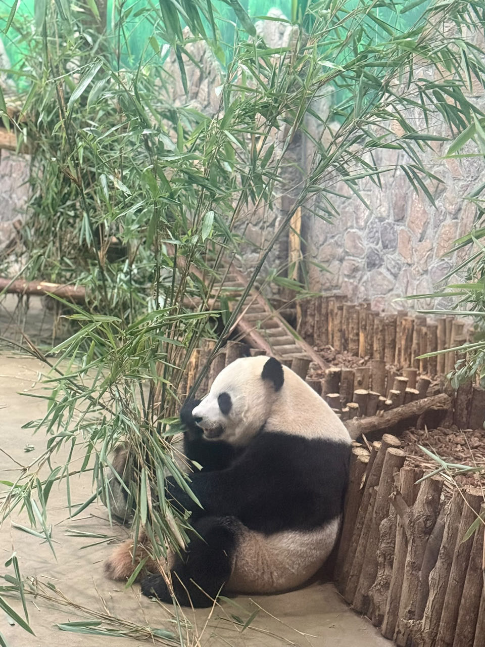 Chine_Panda_Grandir-Aventure