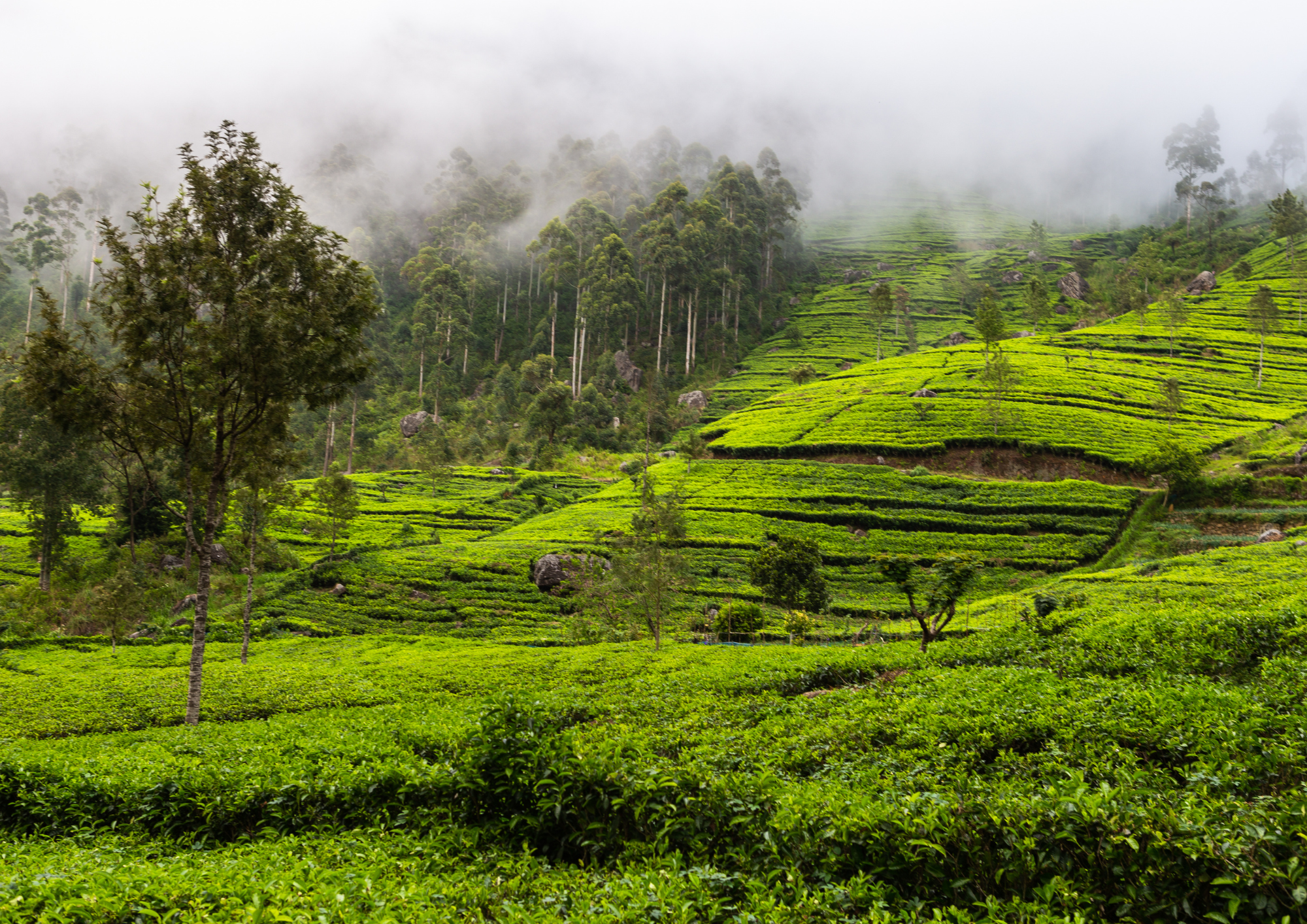 Sri-Lanka_Haputale_paysage