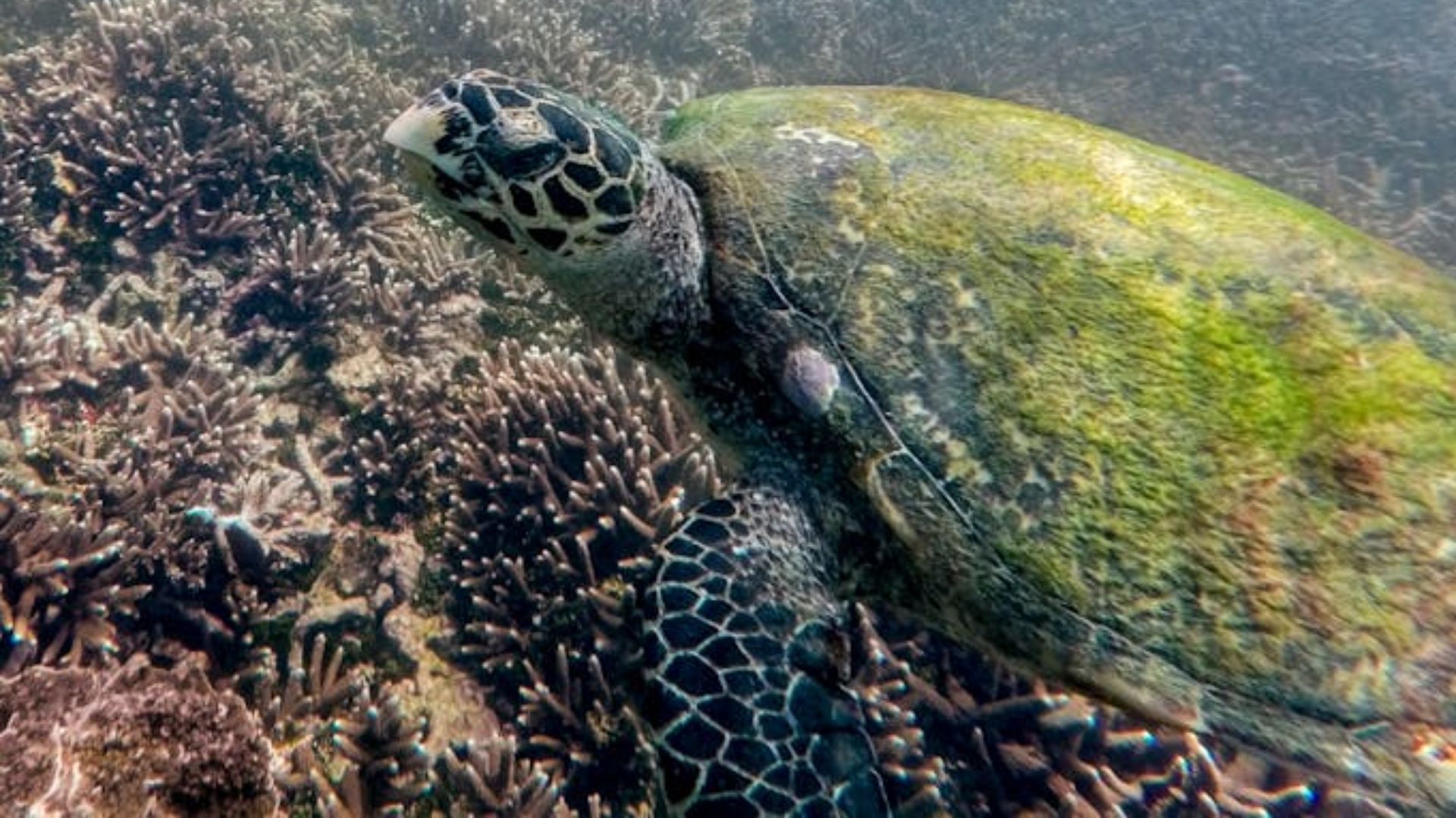 Sri-Lanka_Tortue